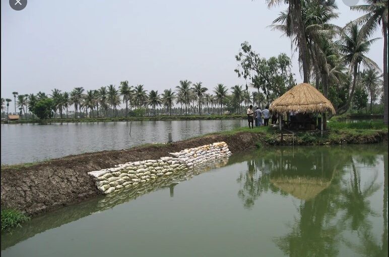 मछली उत्पादन में तेजी से बढ़ते कदम