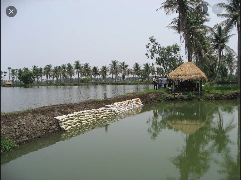 मछली उत्पादन में तेजी से बढ़ते कदम