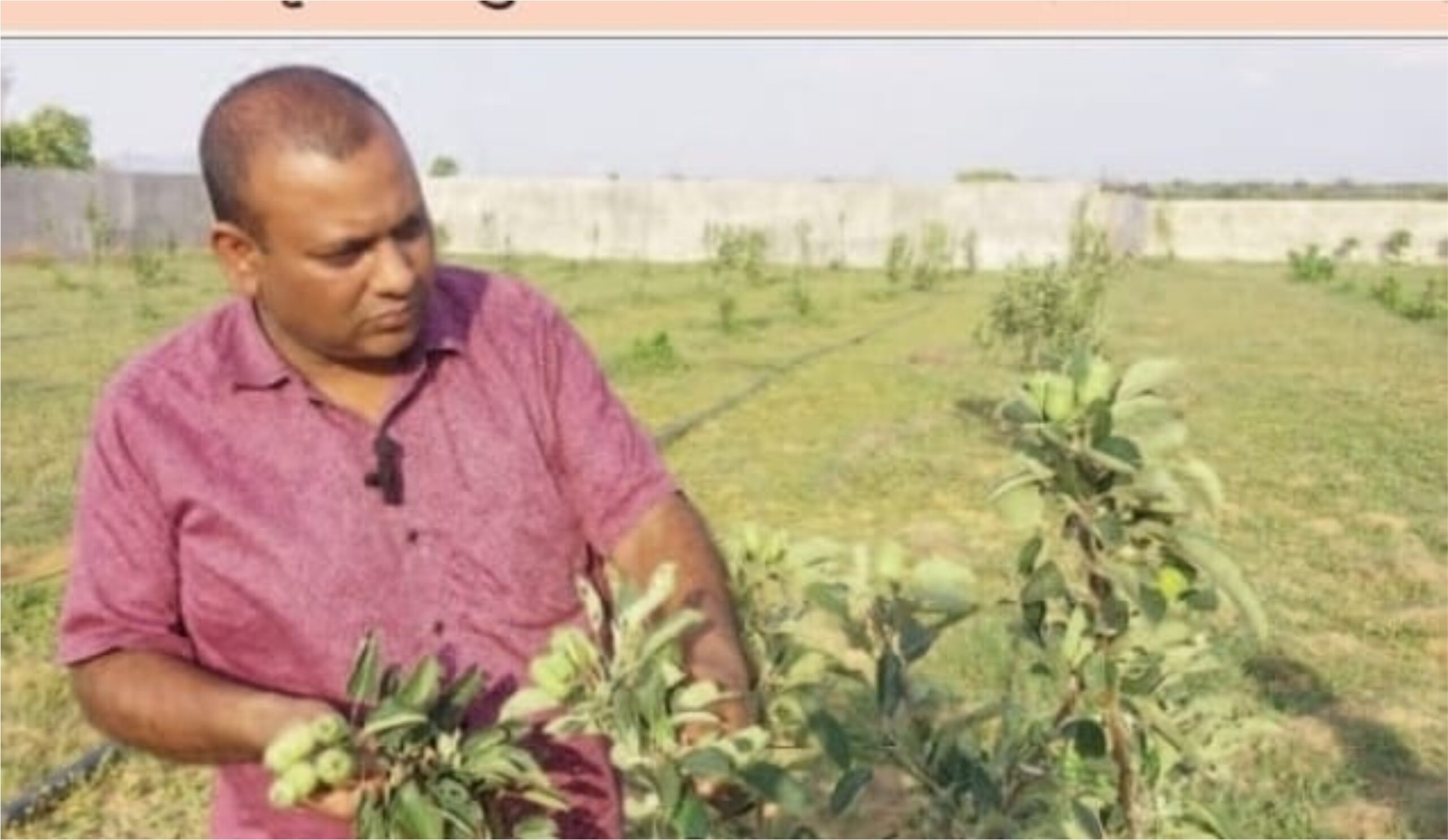 सरगुजा संभाग के प्रतापपुर में युवा किसान ने नवाचार कर शुरू की सेब की खेती
