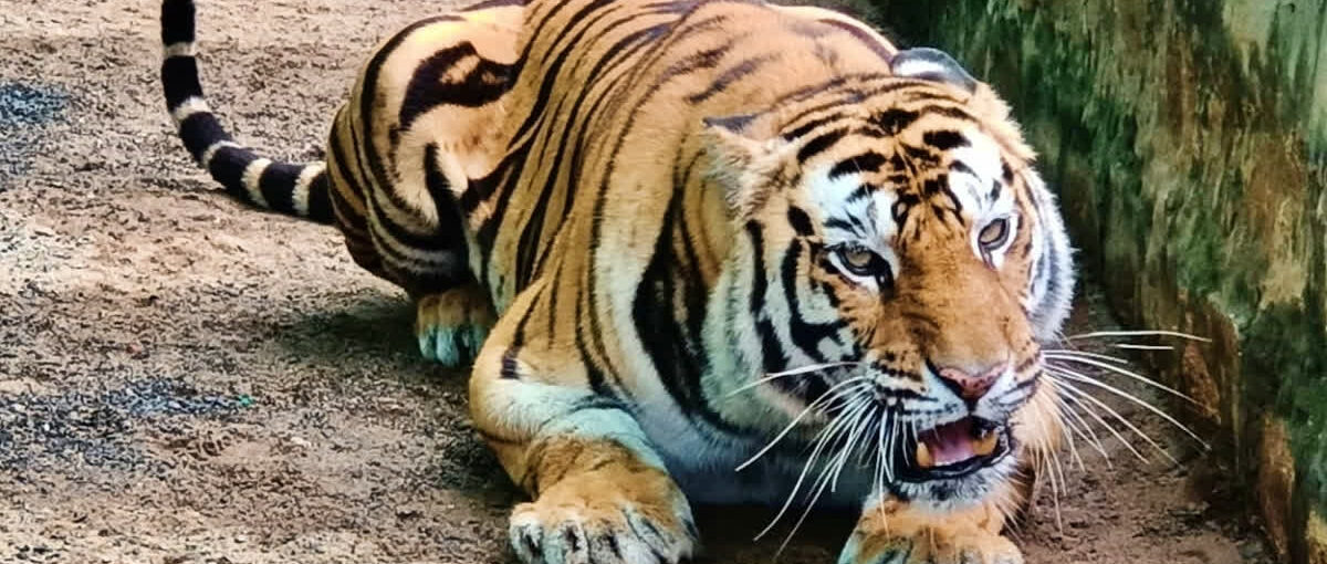 उत्तराखंड के पहाड़ों में मानव और बाघों के बीच संघर्ष चरम पर