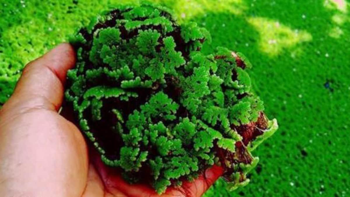 अजोला : दुधारू पशुओं के लिए पौष्टिक आहार