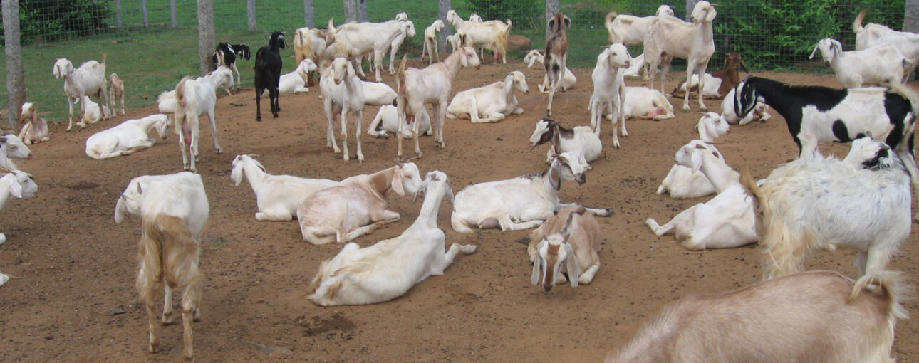 बकरियों में होने वाली मुख्य बीमारियां