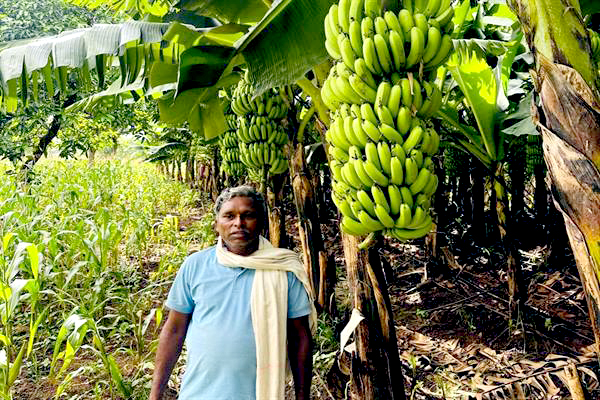 केले की प्राकृतिक खेती ने बदल दी पूरनलाल की तकदीर