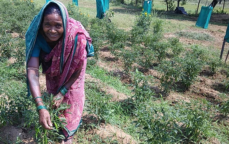 राष्ट्रीय कृषि वानिकी नीति