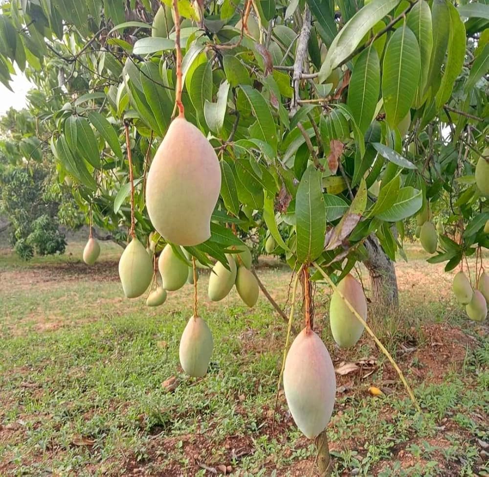 कर्नाटक के आम उत्पादक किसानों को भावांतर योजना देगी राहत